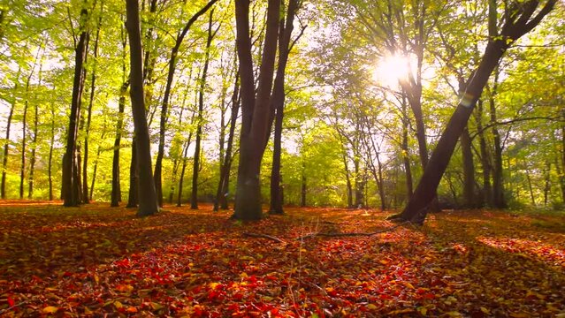 Beautiful autumn forest landscape, trees, sunlight. Red fallen leafs. Calm scene, season, fall, trunk, leaf, tree, park, dry, dawn, early, bright, nature, sun, wind, motion, pan, hd. ProRes 422 HQ.
