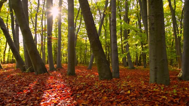 Beautiful autumn forest landscape, trees, sunlight. Red fallen leafs. Calm scene, season, fall, woods, trunk, beech, tree, leaf, park, dry, dawn, early, nature, sun, wind, motion, pan,hd. ProRes 422HQ