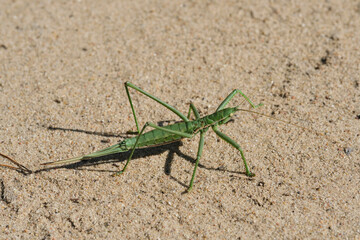 Steppe dybka sandy background, macro photo.Largest grasshopper in Russia.