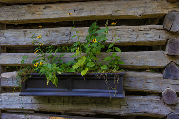 Rustic wooden wall with a planter box of plants and flowers.