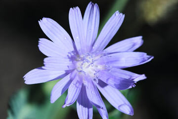 Flower with lilac petals bright sunny day.