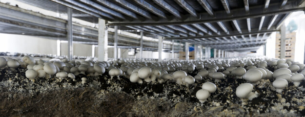 Image panoramique d'une production de champignon de blanc