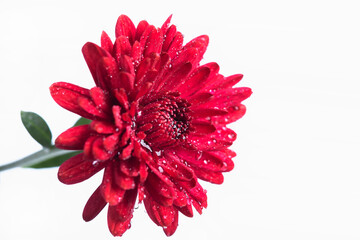 Close-up of red chrysanthemums with water drops on white background