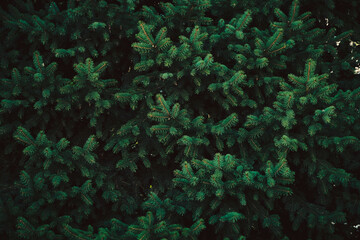 Fototapeta na wymiar Background, branches of a green spruce. Natural design.
