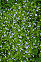 Veronica filiformis blooms in the wild