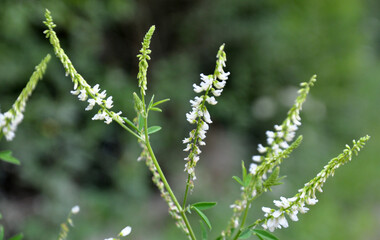  In nature, the honey-bearing plant white melilot (Melilotus albus) blooms