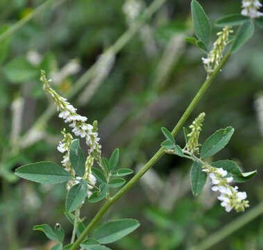  In nature, the honey-bearing plant white melilot (Melilotus albus) blooms