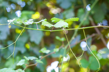 Fototapeta na wymiar vine leaves with drops