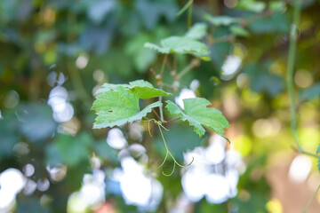 Fototapeta na wymiar green vine leaves in the morning sun