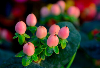 dziurawiec bezwonny magical beauty (Hypericum × inodorum), rózowe owoce dziurawca ozdobnego, pink hypericum x inodorum berries 