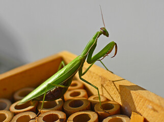 modliszka zwyczajna na drewnianym domku dla owadów (Mantis religiosa), Adult green female of...