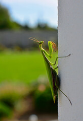 modliszka zwyczajna na zielonym tle (Mantis religiosa), Praying mantis beetle isolated on green...