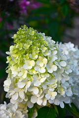 kwitnąca hortensja bukietowa, białe kwiaty, hydrangea paniculata or panicled hydrangea, krzew...