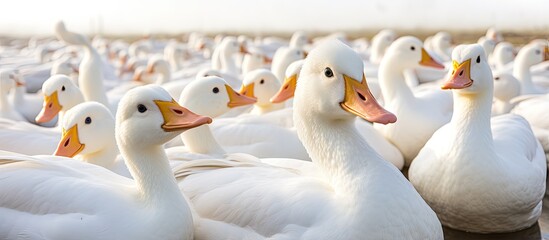 Outdoors picture featuring a big collection of white ducks