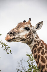Naklejka premium close up portrait of a giraffe in the wild eating leaves from a dry tree in kruger national park in south africa 