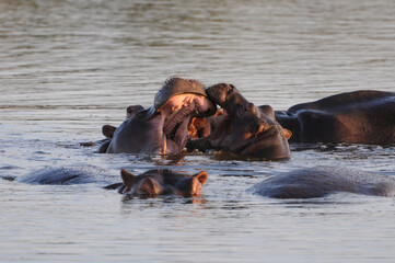 two aggressiv hippos are fighting with each other during a sunset swim in a waterhole in the kruger...