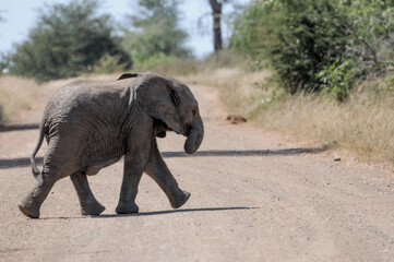 cute little elephant calf discovers the surroundings and stares directly into the lens of the...