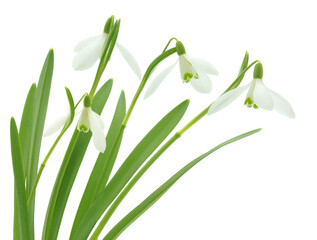 Snowdrops on white.