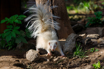 Albino skunk, stink badger on a walk