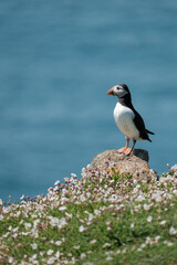 Puffin on Skomer with Flowers