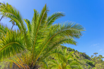 Bright green palm tree branches with a background of a hill and blue sky