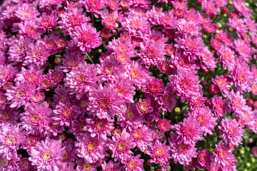 Obraz premium Bright Pink Mums at Farmer's Market Blooming in Time for the Fall Holiday Season