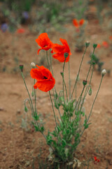 poppies, poppy, poppy field
