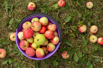 Autumn background - red and yellow apples with a bowl on green grass in the garden. Flat lay