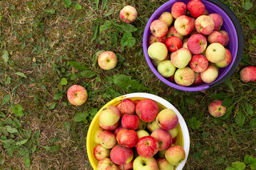 Autumn background - red and yellow apples with a bowl on green grass in the garden. Flat lay