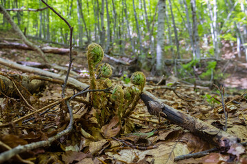 stump in the forest