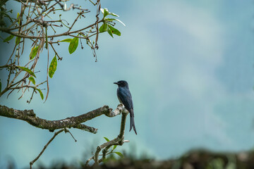 The ashy drongo is a species of bird in the drongo family Dicruridae.