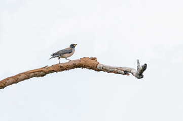 The common starling is a species of bird belonging to the starling family of passerine birds.