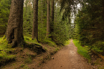 hiking trail in the thuringian forest