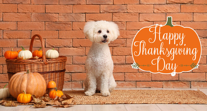 Banner for Thanksgiving Day celebration with little dog and pumpkins