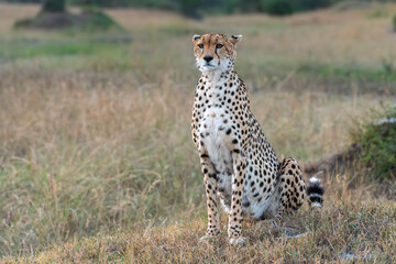 close-up of a cheetah sitting on a hill in the savannah of masai mara in kenya