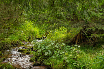 idyllic creek called Löffelbühlsgraben in the Thuringian Forest