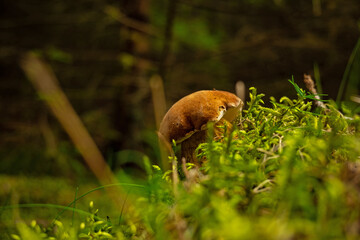 boletus mushroom in the thuringian forest in autumn