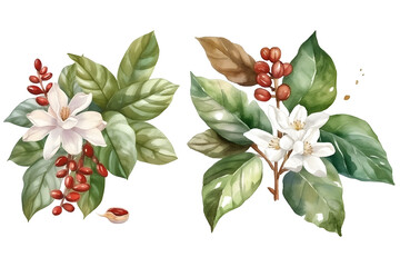  illustration with hand drawn set watercolor coffee plant branch with white flowers green leaves and red beans.