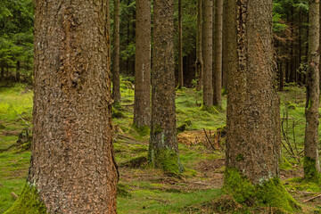 Obraz premium woodland in the thuringian forest