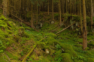 mystic moss covered woodland in the thuringian forest