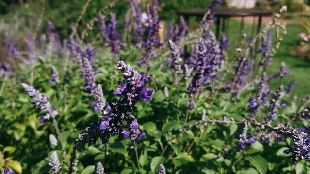 lavender flowers in the garden,rose, flower, red, garden, nature, beauty, roses, plant, love, bouquet, summer, blossom, pink, flowers, bloom, floral, spring, beautiful, isolated, petal, valentine, lea