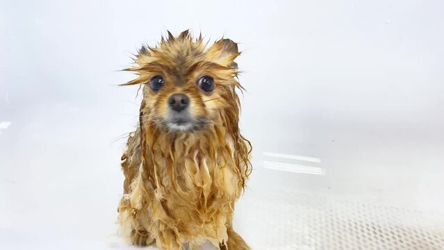 Cute little red spitz sits wet in the bathtub and trembles. Dog grooming