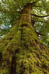 Fototapeta premium old mossy tree in the thuringian forest