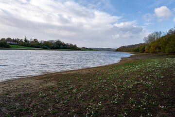 View of Bewl Water reservoir with daisies on the shore in autumn, Kent, England