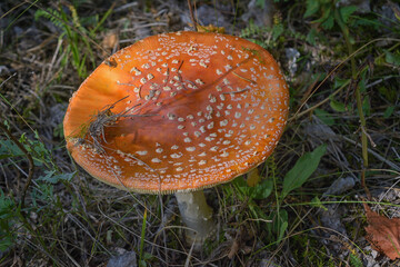 Fly agaric or Fly amanita Amanita muscaria is a basidiomycete of the genus Amanita. It is also a...