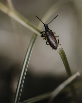 Lagria Hirta beetle sitting on a blade of grass (selective focus)