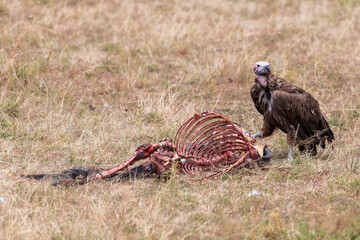 Vulture eating an antelope in the savannah of masai mara in kenya