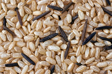 Background of scattered brown and black wild rice. Backdrop for layout and design