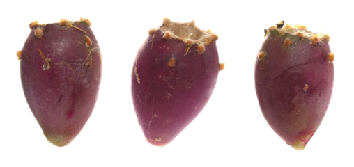 Set barbary fig, prickly pear or Indian fig opuntia, (Opuntia ficus-indica) isolated on white, clipping path