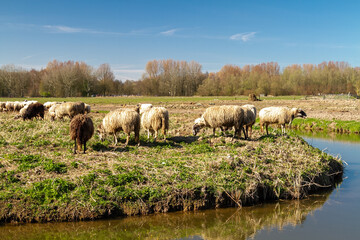 Obraz premium Under the winter sun's golden glow, a group of woolly sheep gathers at the water's edge, creating a heartwarming scene of tranquility and natural beauty.